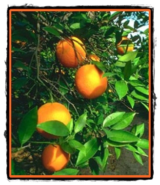 Portocalii si portocalele